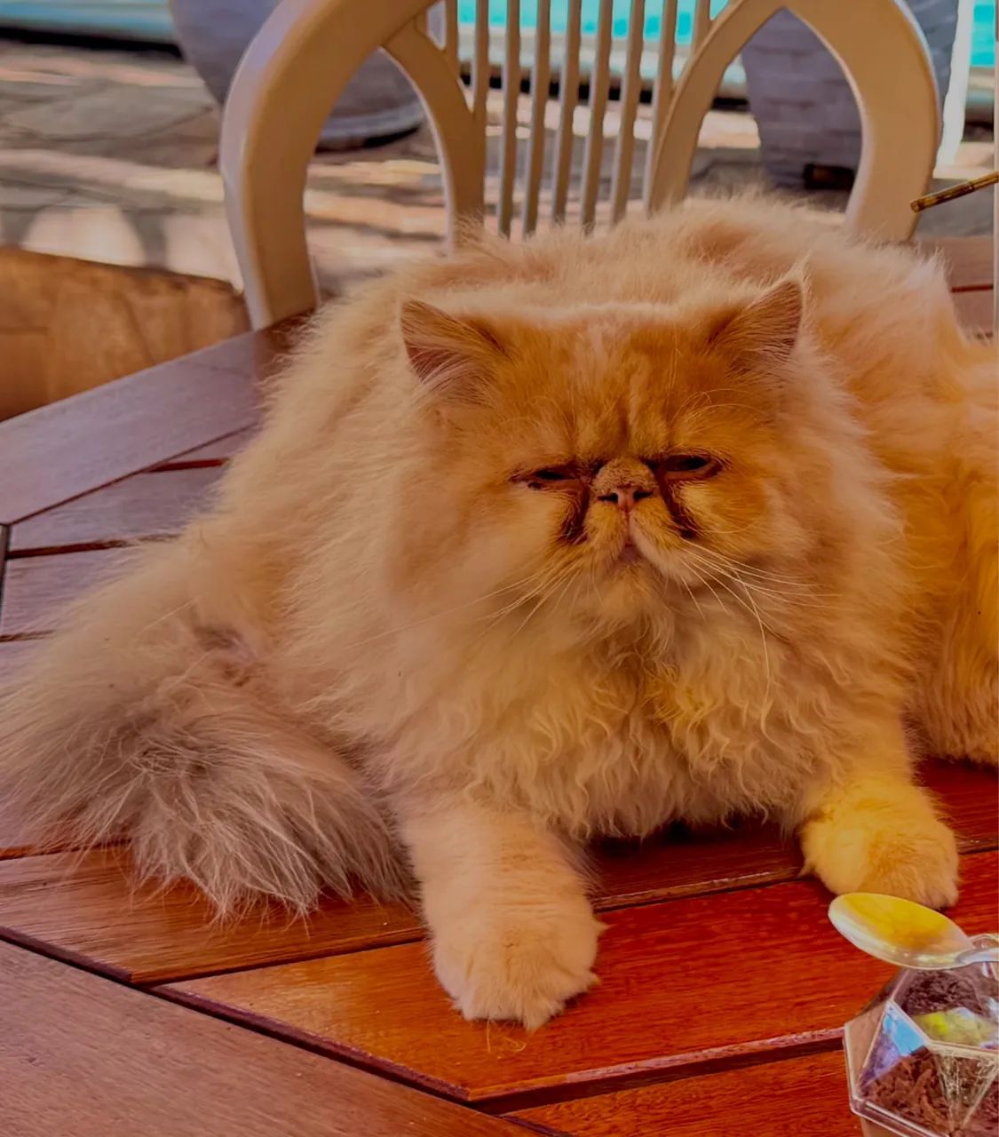 Gato Persa64167817810051123