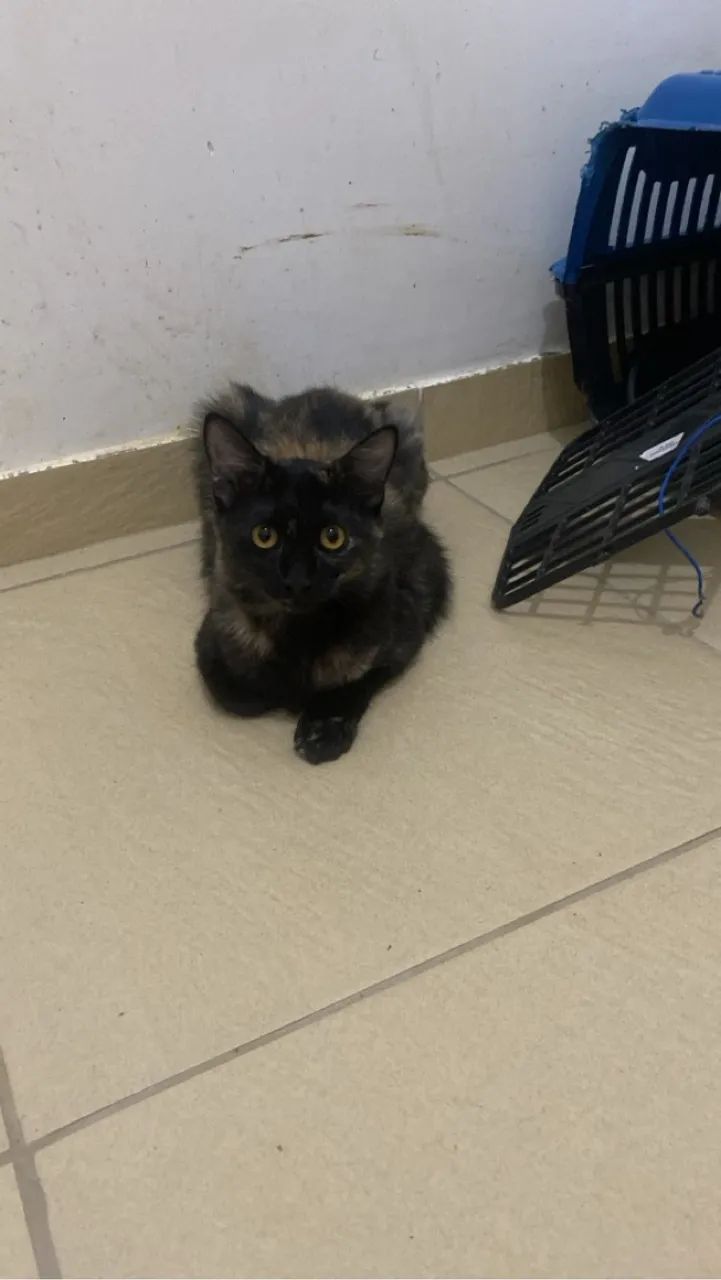 4 gatinhas lindas  - Foto 3