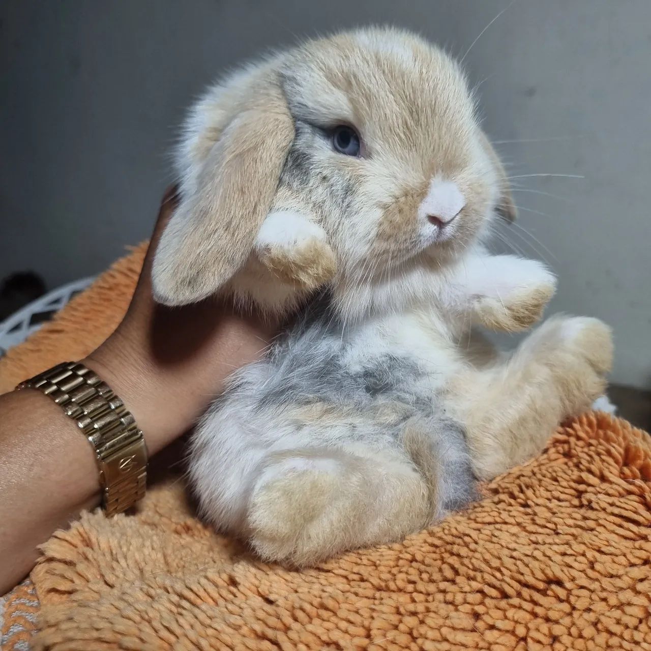 Mini lop  coelho - Foto 2