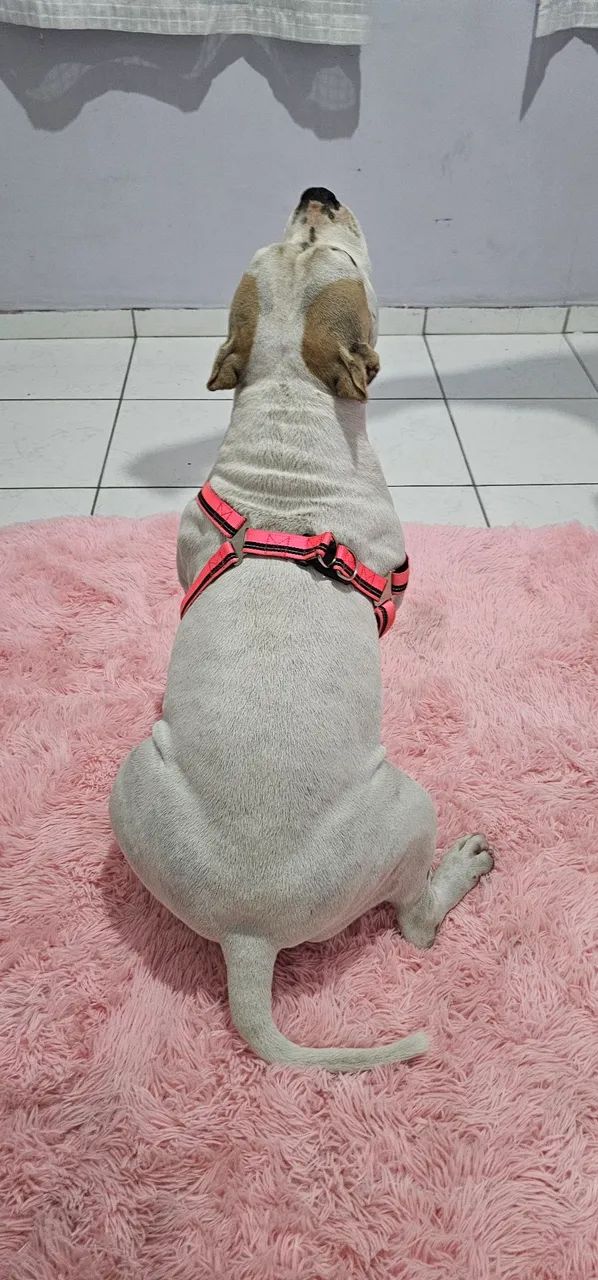 Procuro namorado american bully  - Foto 6