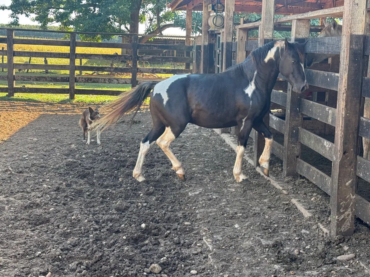 Garanhão Paint horse  - Foto 5