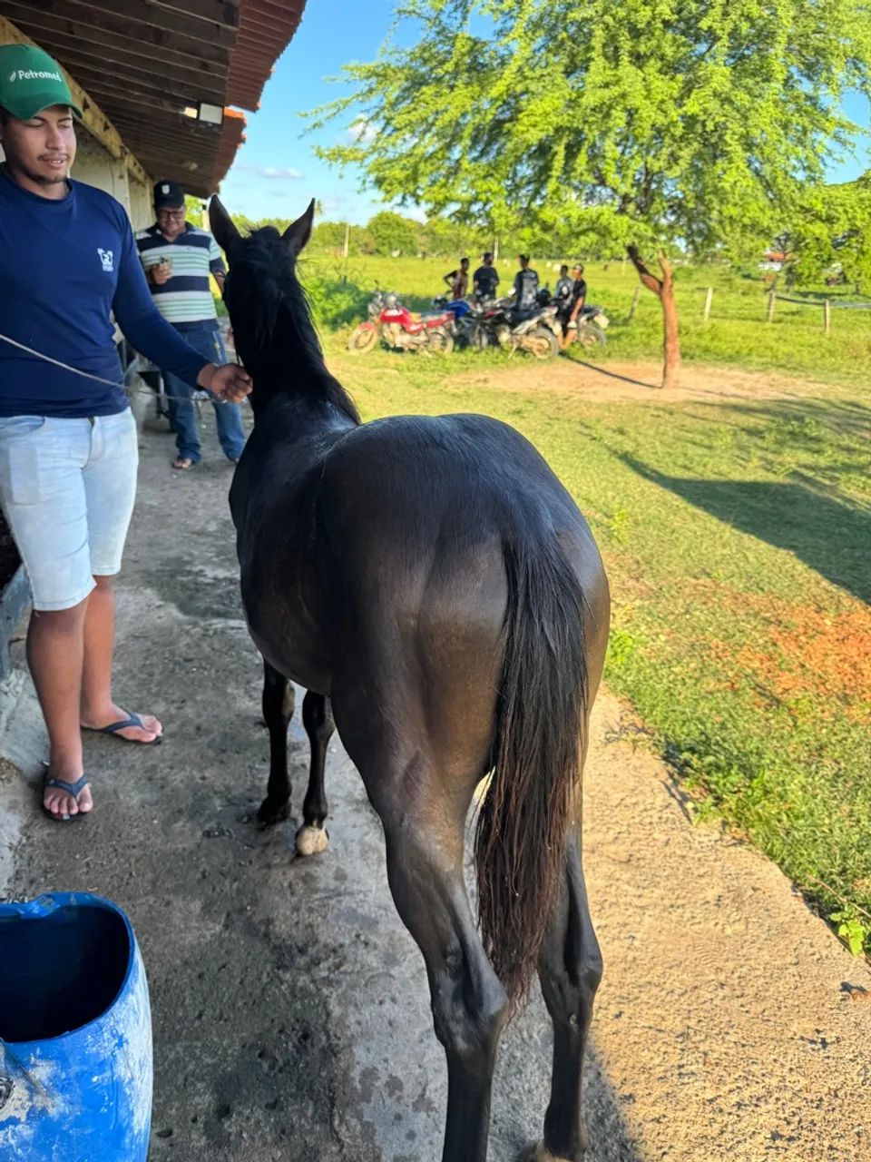 Potro QM   s/Registro 
