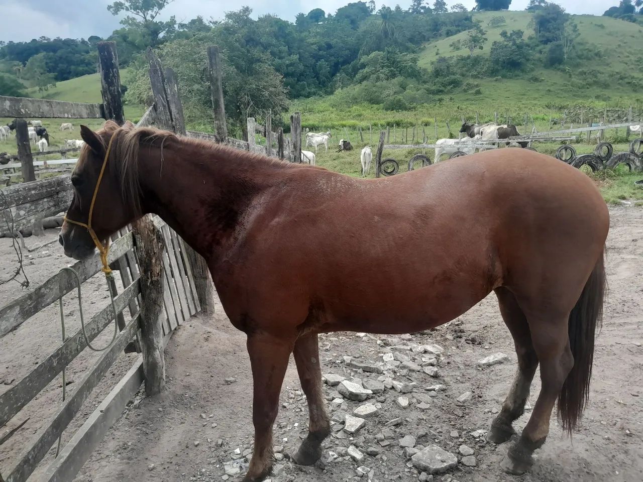 Égua quarto de milha pura com Documento-oportunidade - Foto 3
