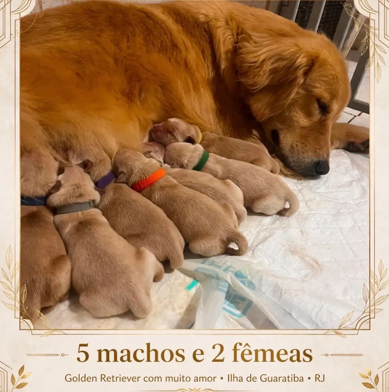Golden Retriever