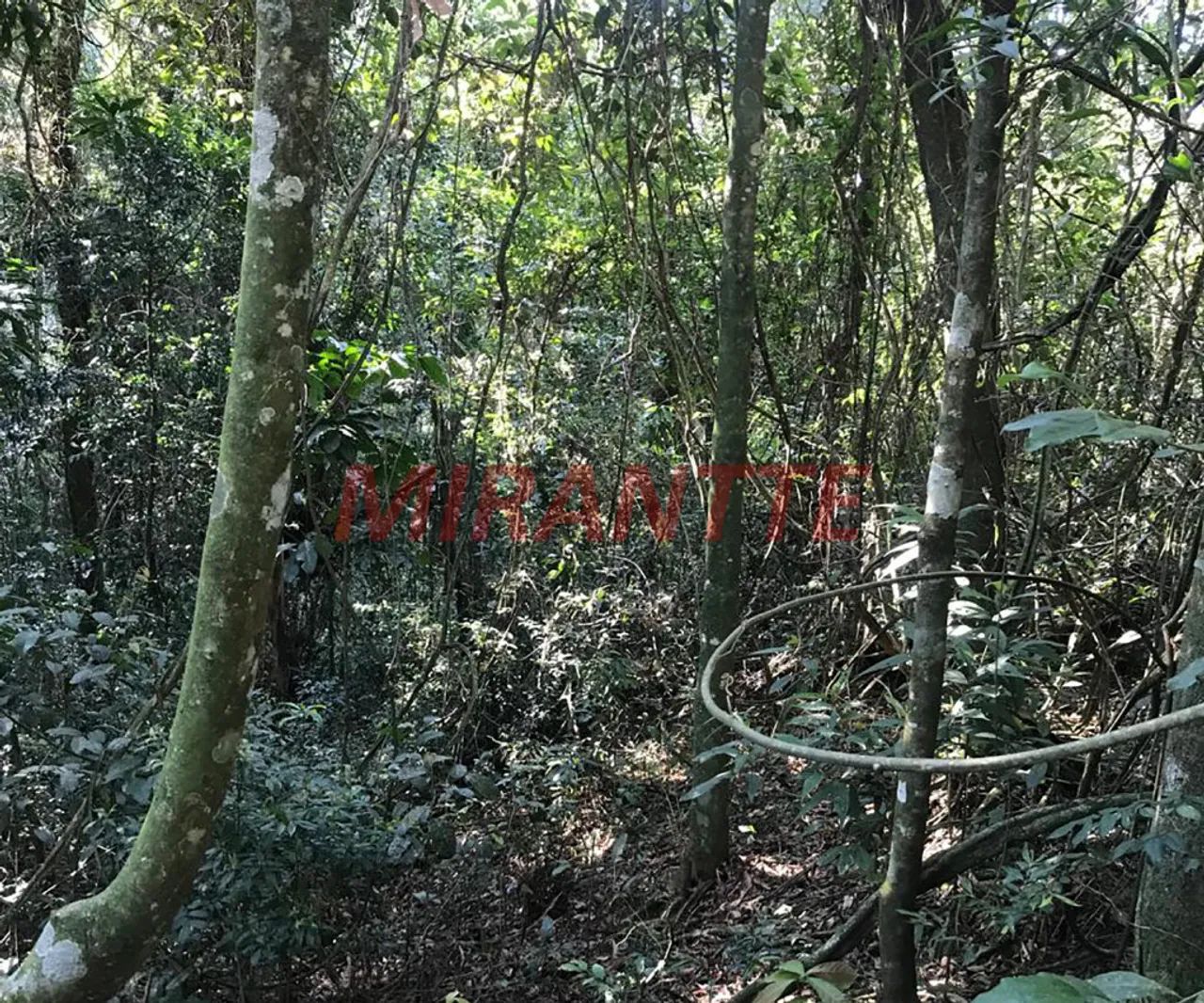 Terreno em Serra da Cantareira - Foto 5