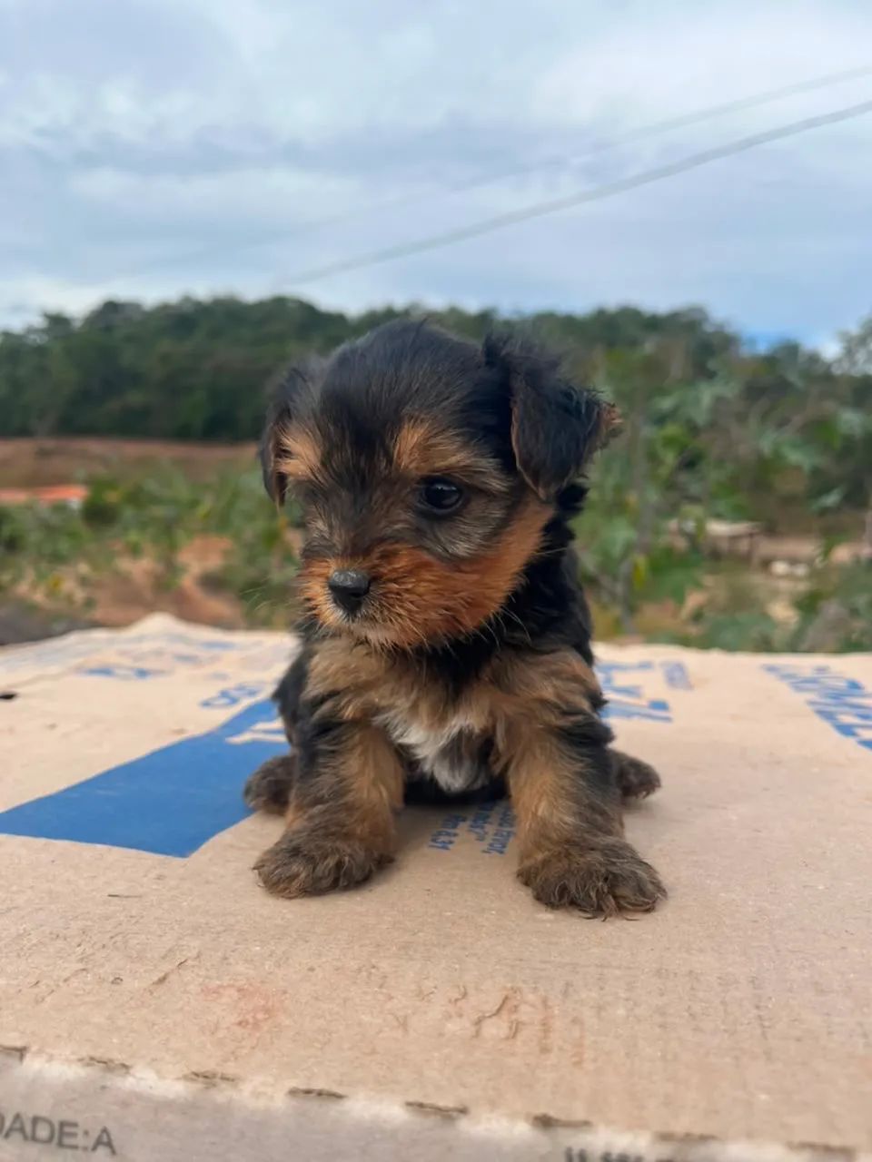 Cachorro disponível  - Foto 2