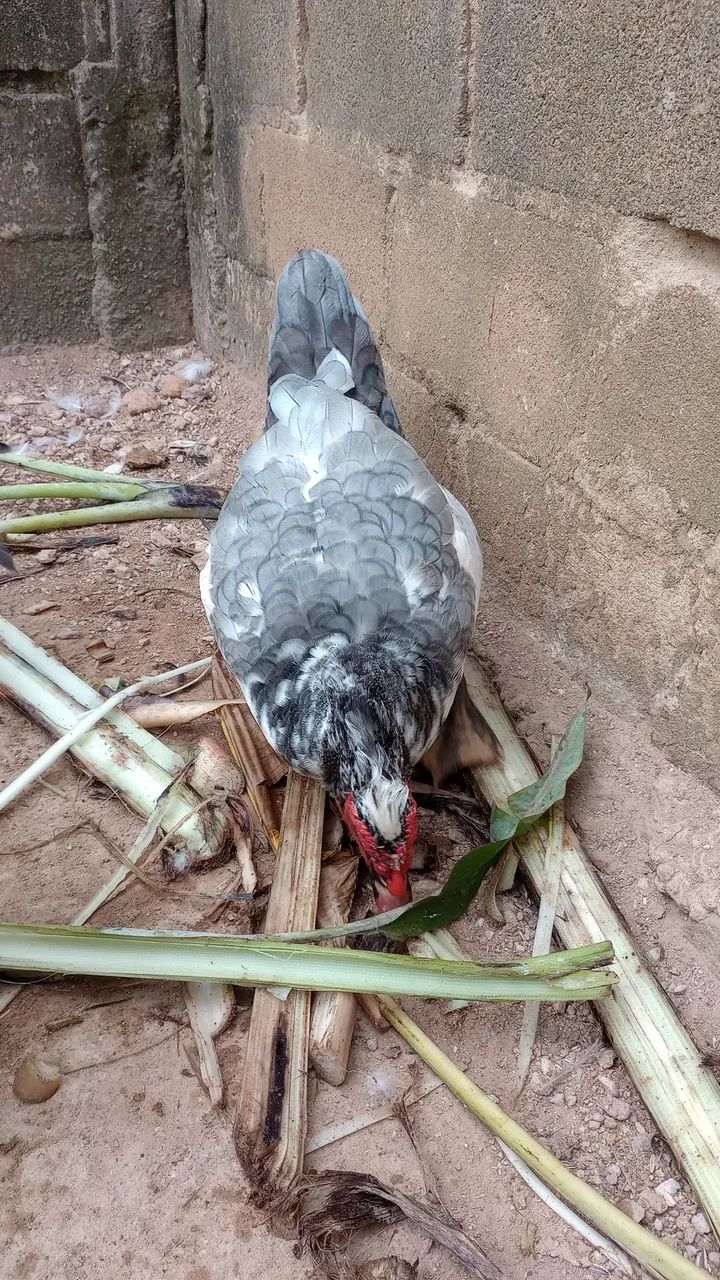 Patos e patas canoa  - Foto 5