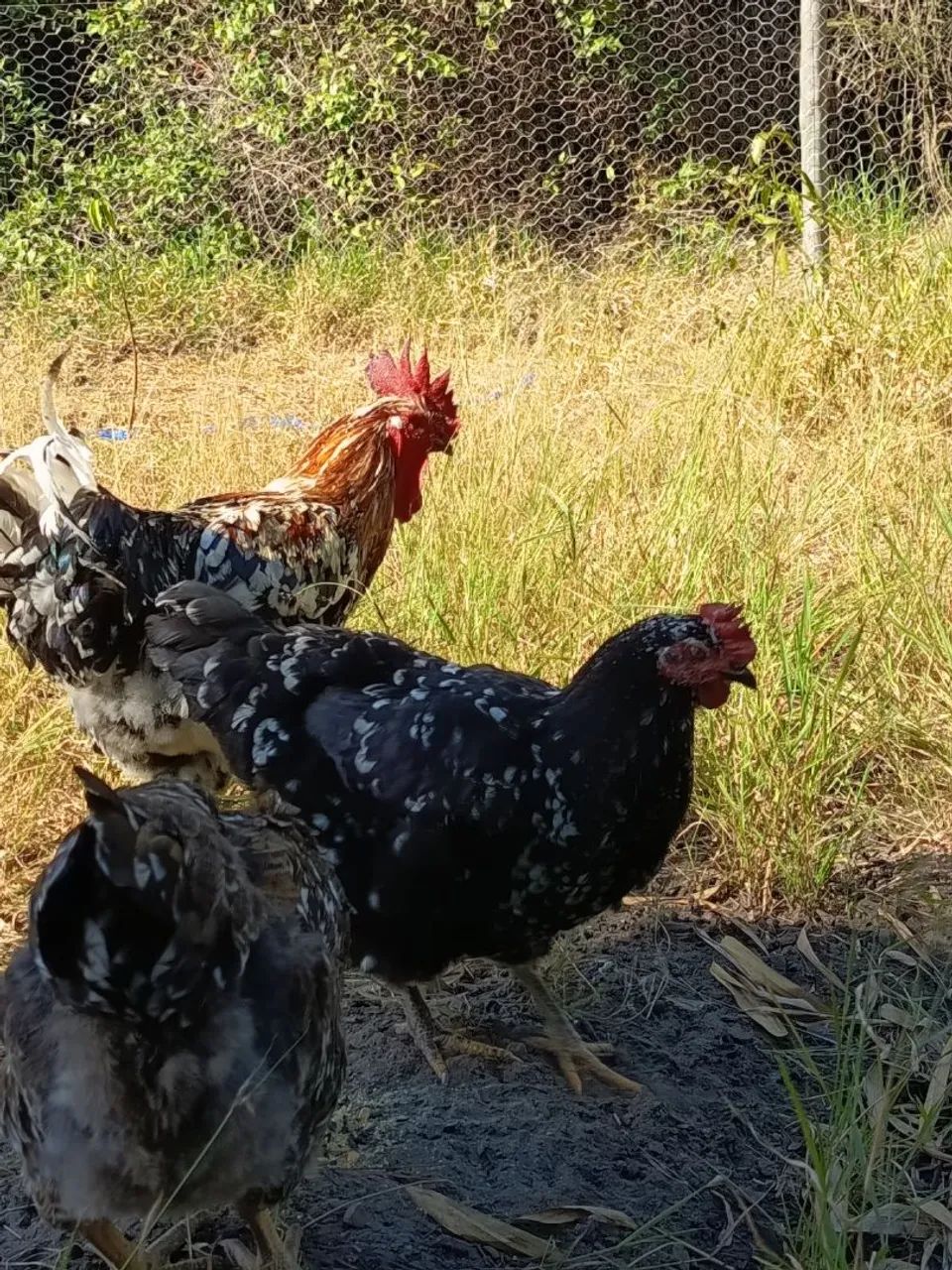 Gsb galinha ovos e pintinhos a venda  - Foto 4