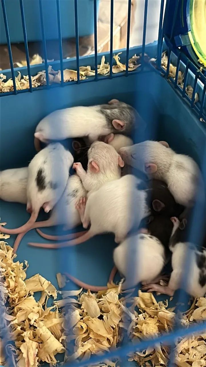 Twister Rat Puppies