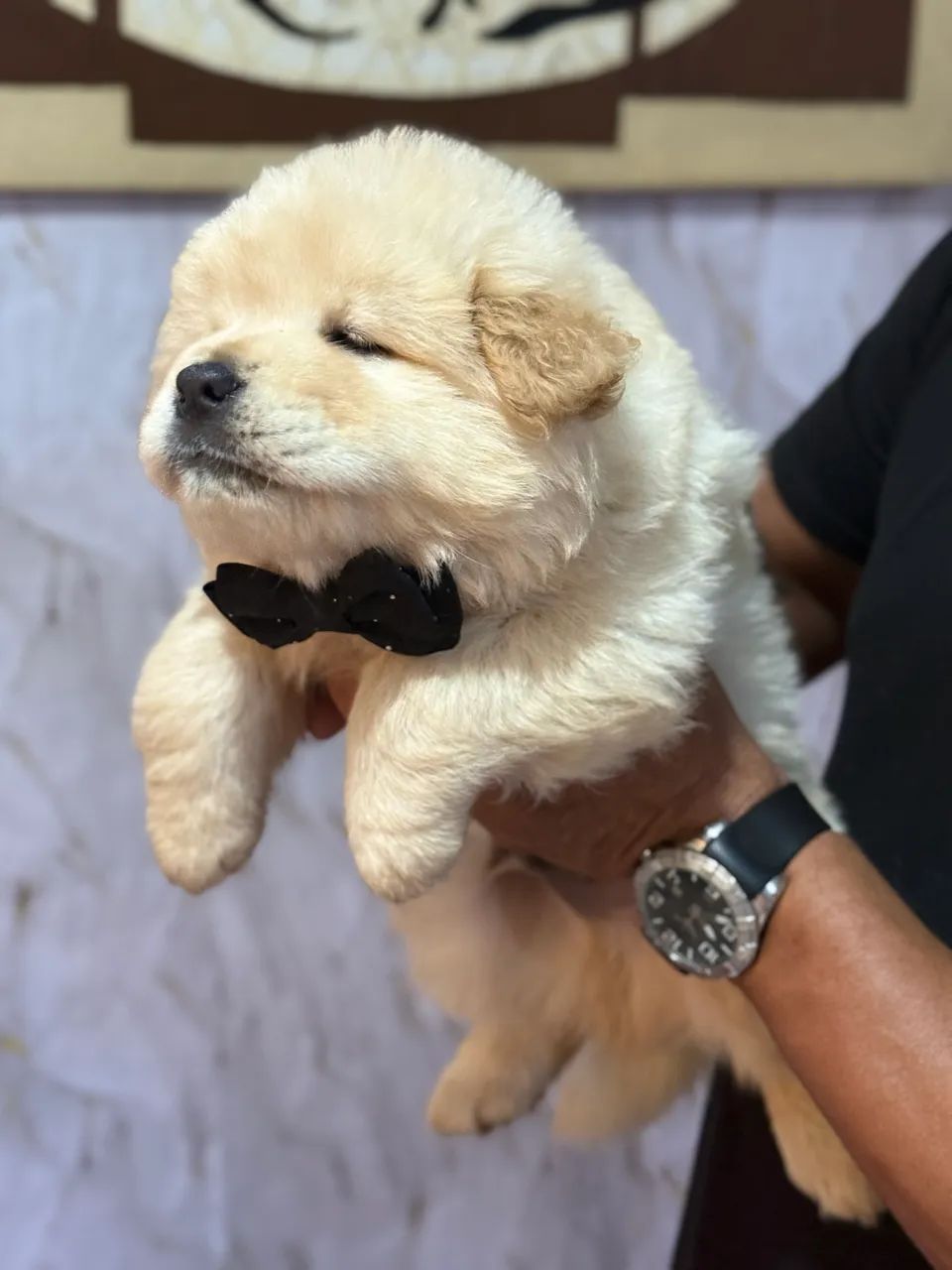 Chow chow branco  - Foto 3