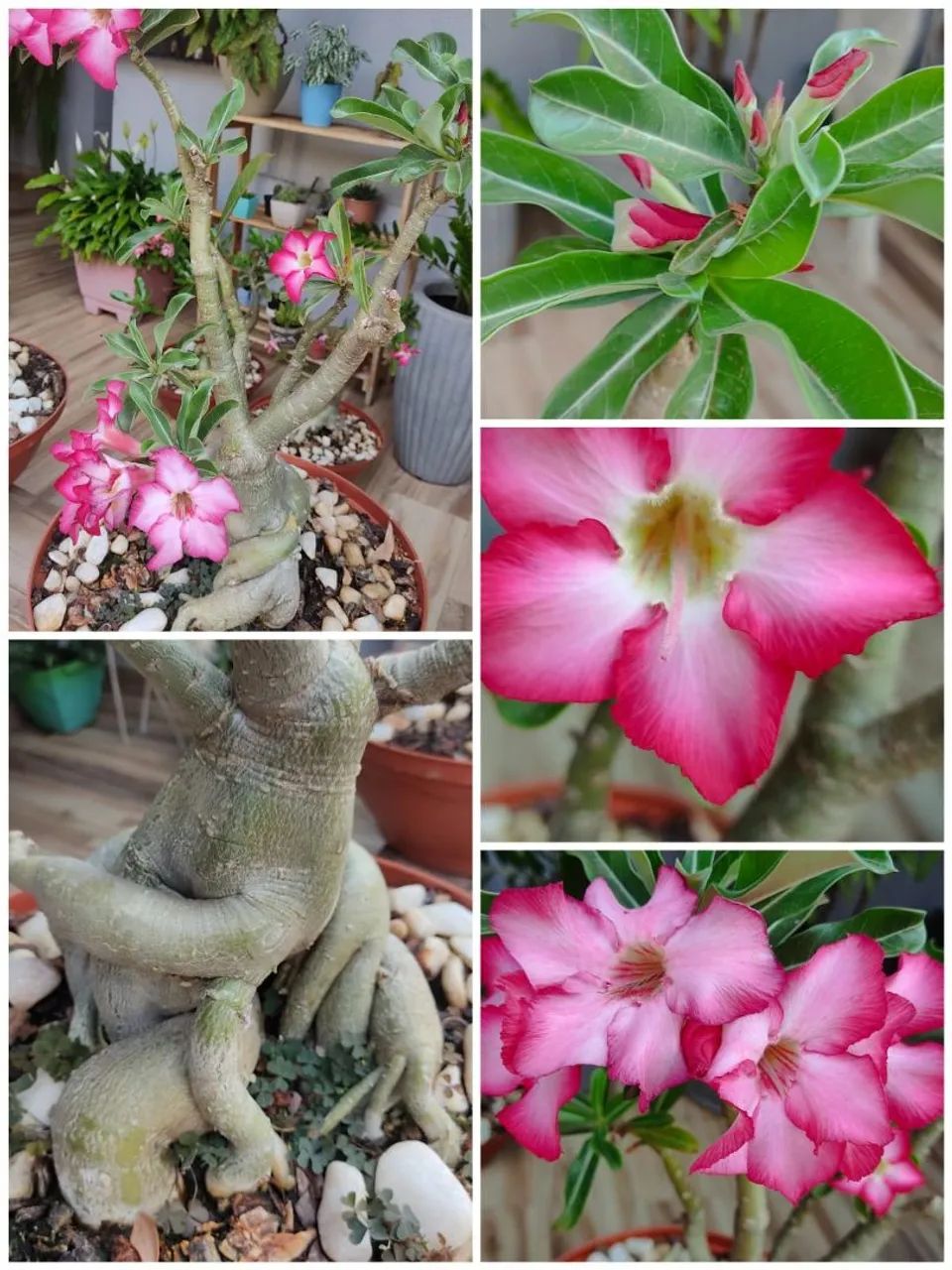 Rosas do deserto  - Foto 2