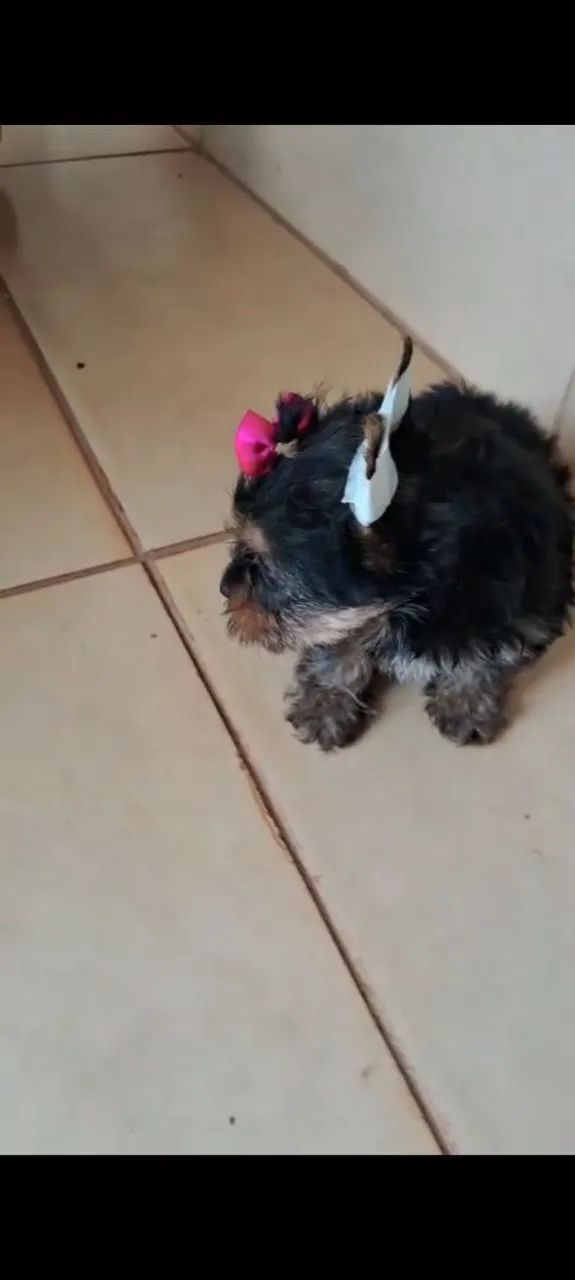 Que bebês lindas e lindos - Foto 2