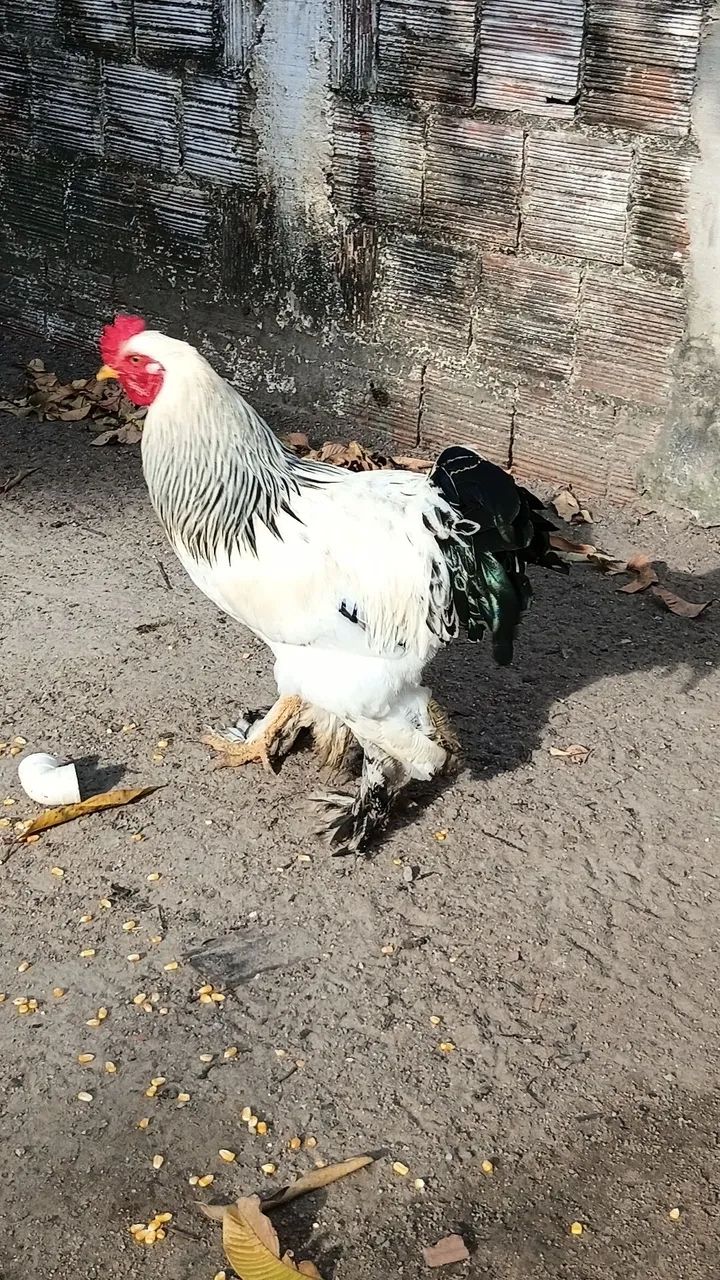 Galos brahma  - Foto 5