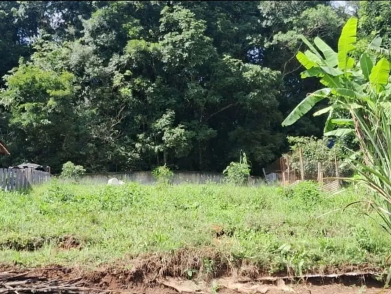 Foto - Almirante Tamandaré - Mato Dentro