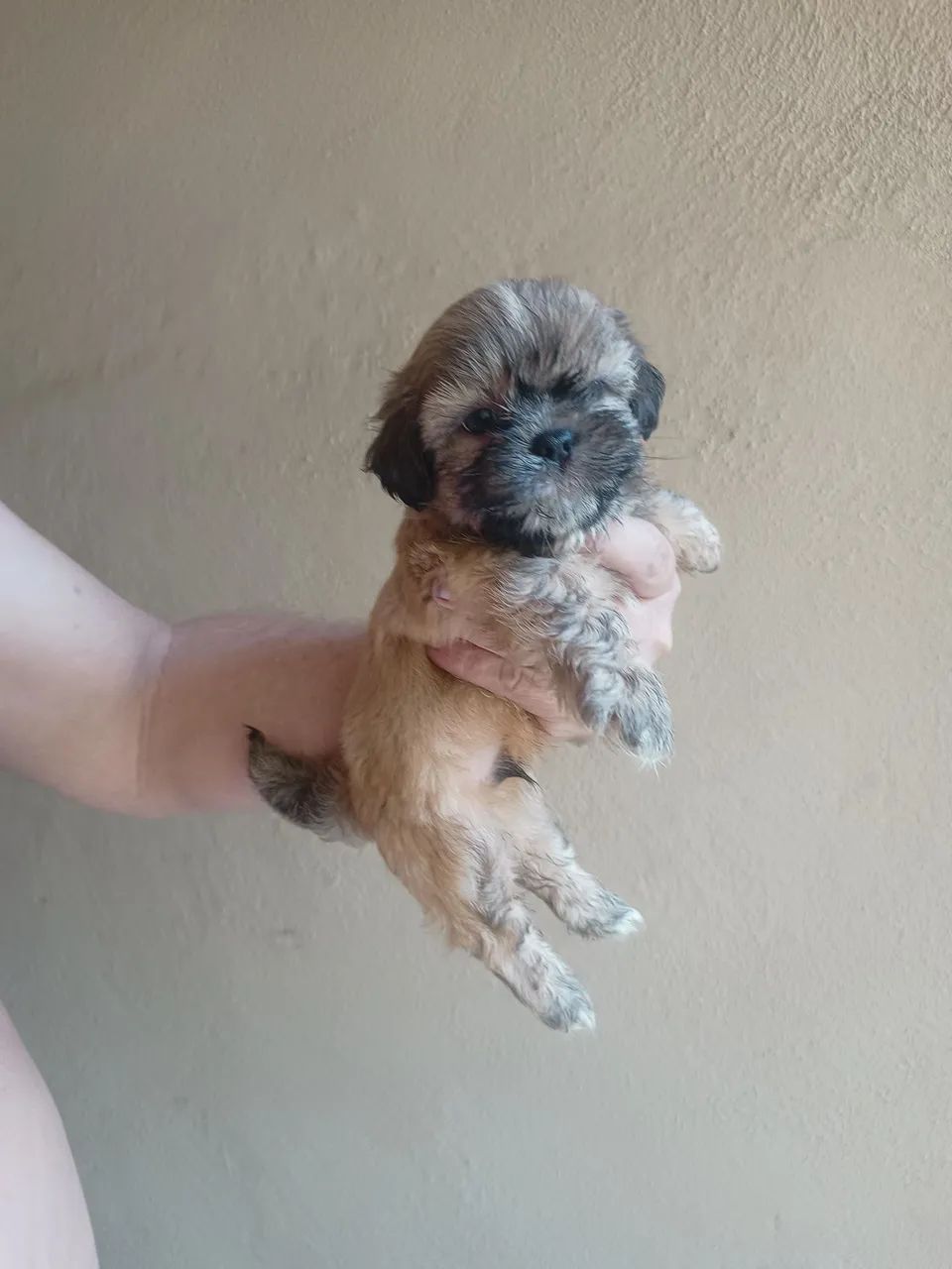 Vendo filhote de mini Shitzu  - Foto 5