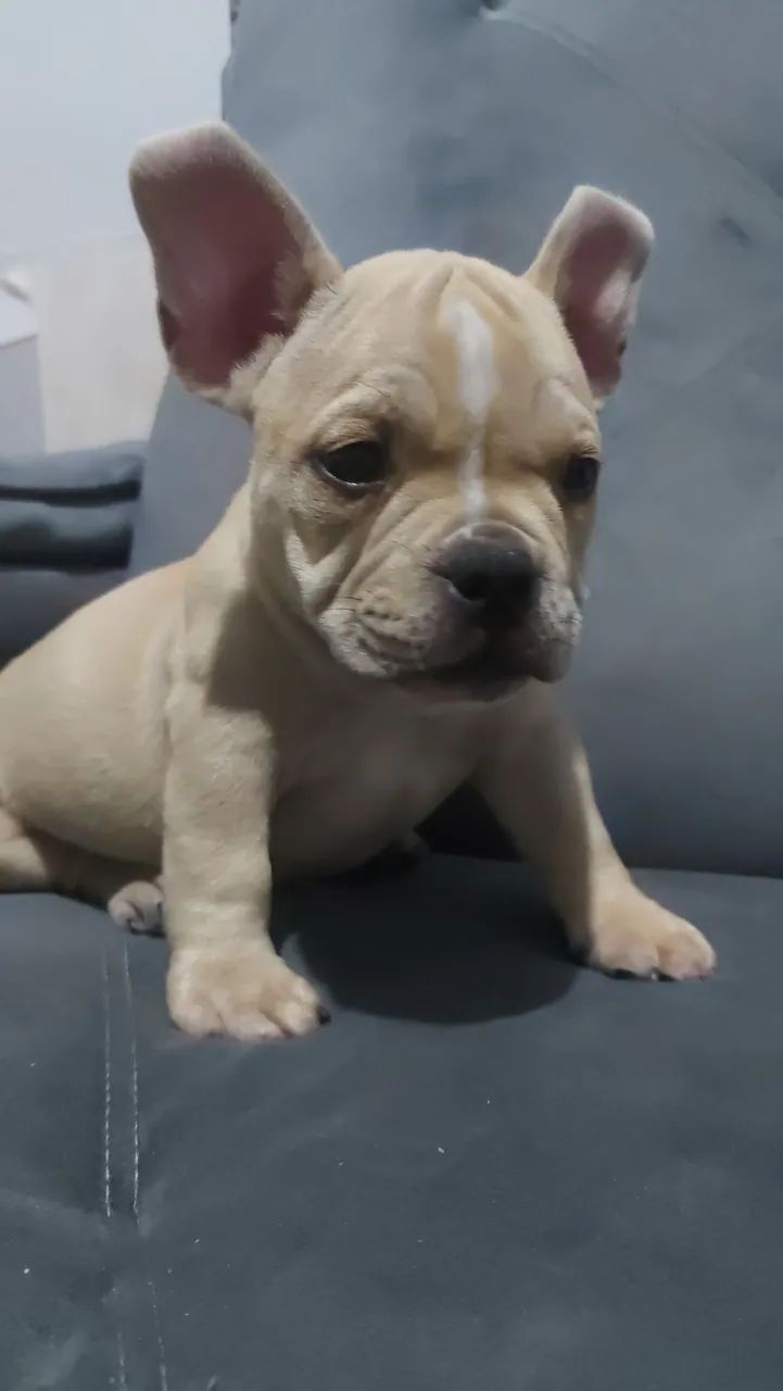 American bully micro  - Foto 3