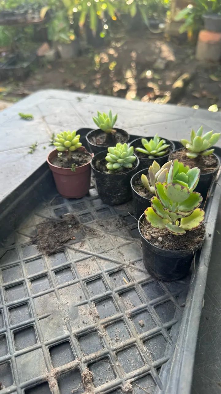 Plantas - Foto 3