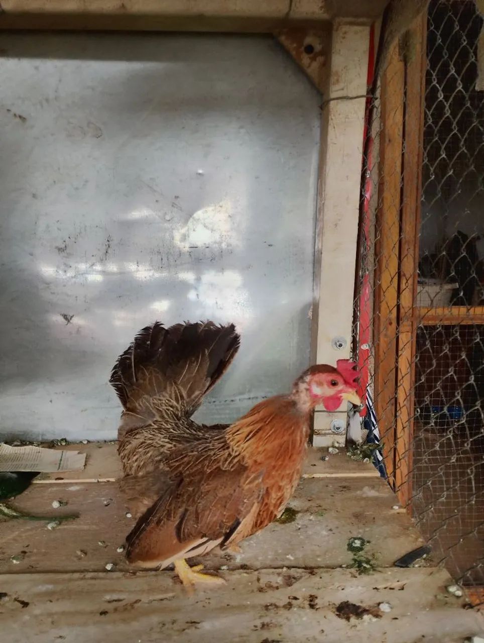 Mine nagazaki na cor perdiz 11 meses 