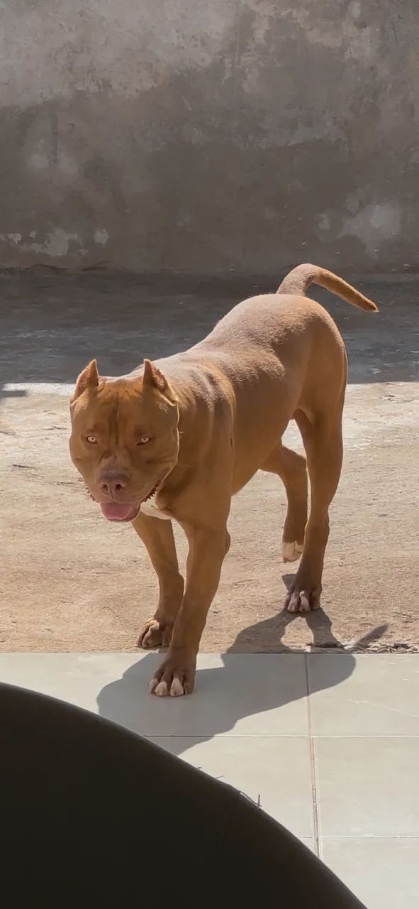 DOAÇÃO RESPONSÁVEL - PITBULL MACHO - Foto 5