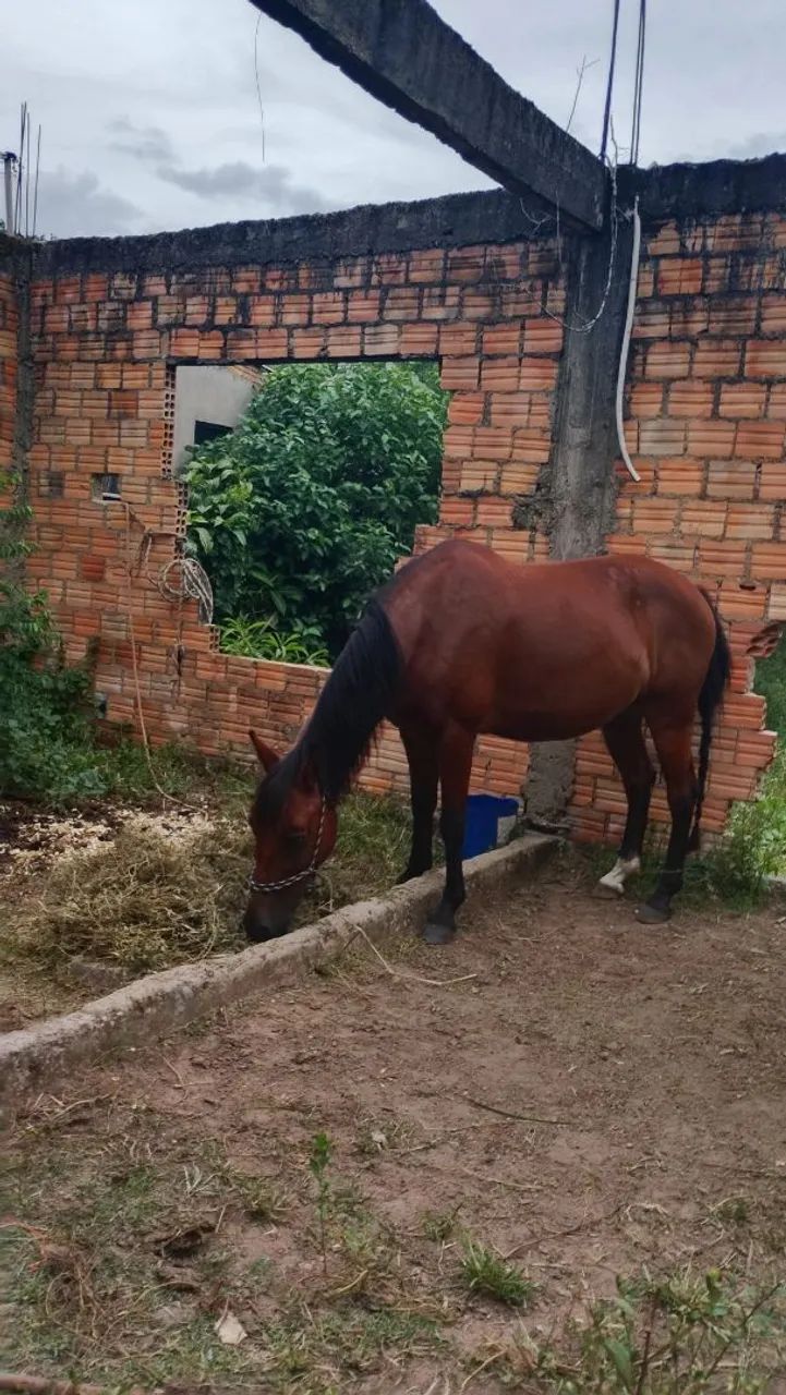 Cavalo  - Foto 3