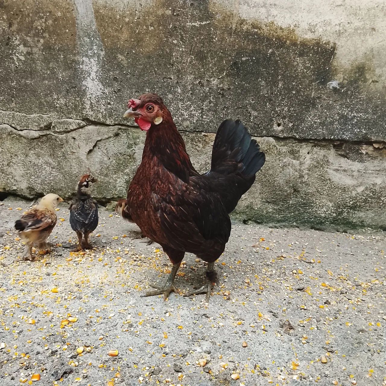 Galinhas garnisé e pato - Foto 5