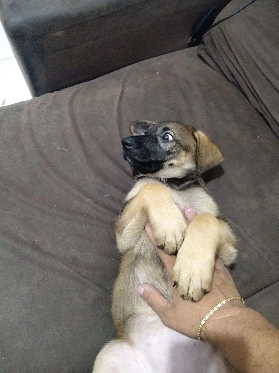 Animal  - Foto 2