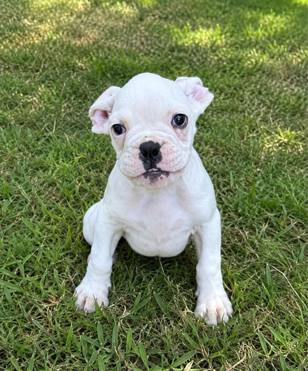 Boxer
