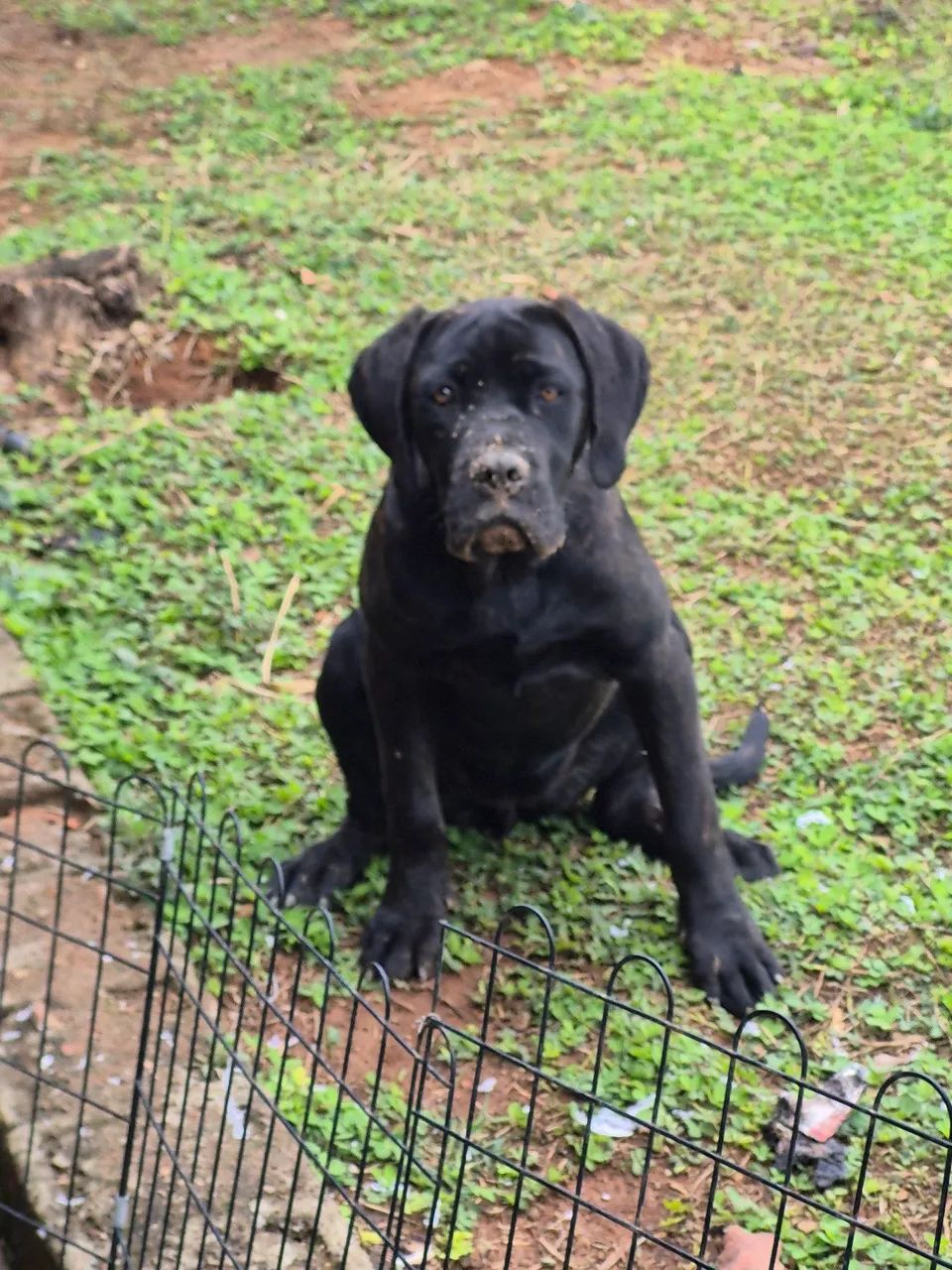 Casal cane corso 7 e 8 meses  - Foto 3