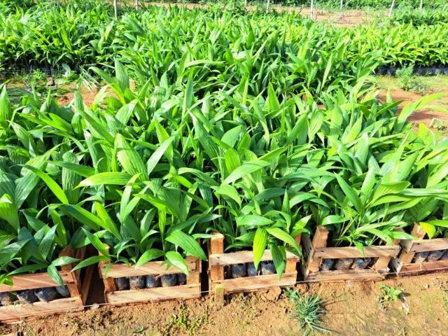 Mudas de Palmito Pupunha - Foto 3