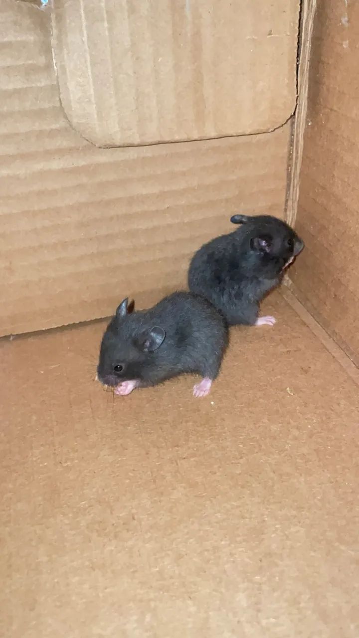 Hamster  - Foto 6