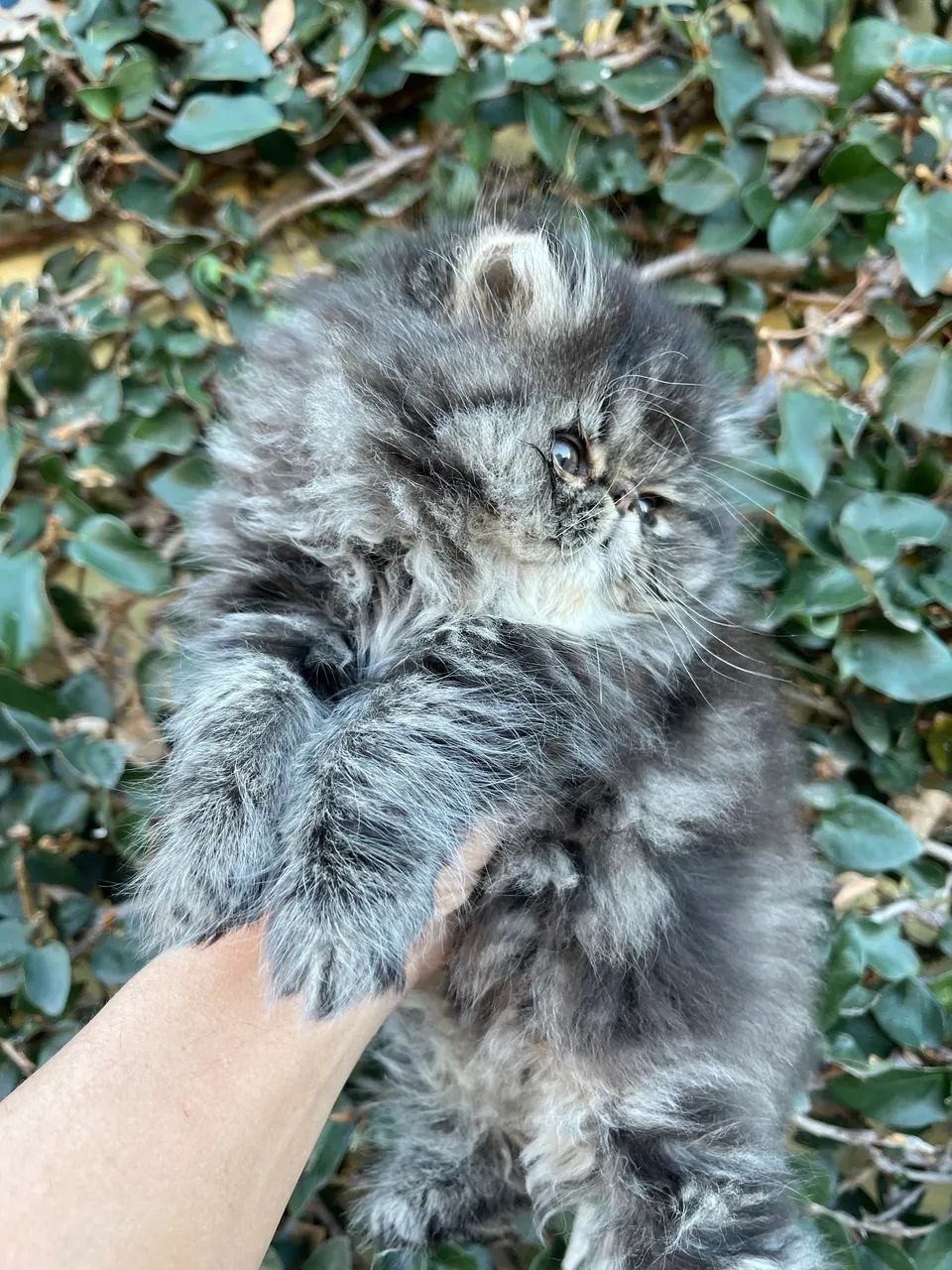 Gato Persa black smoke tabby  - Foto 3