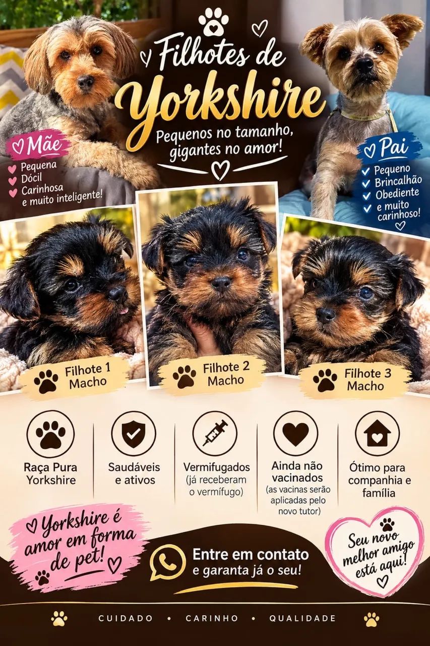 Filhotes de Yorkshire  - Foto 2