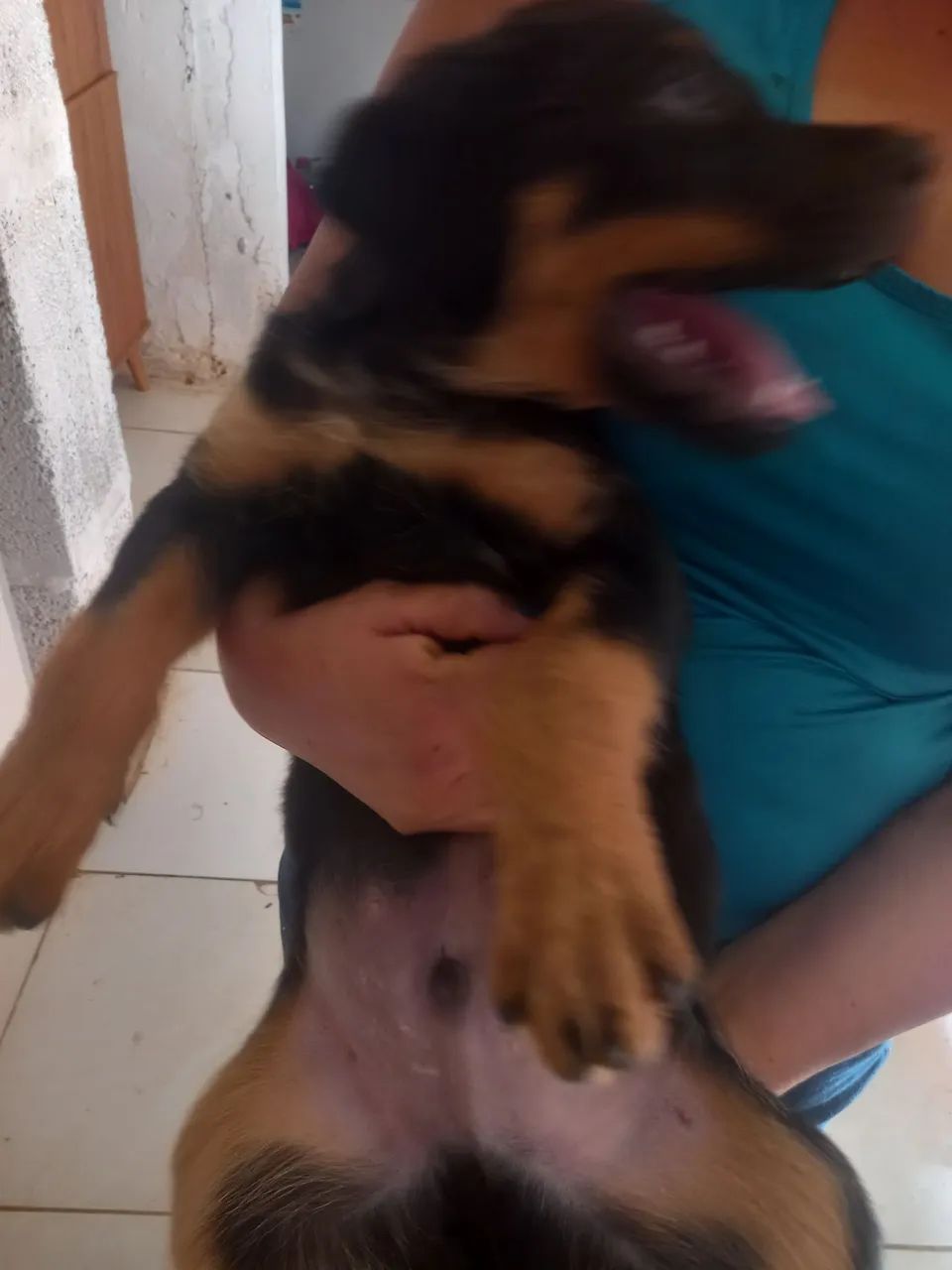 Rotwale puro  - Foto 3
