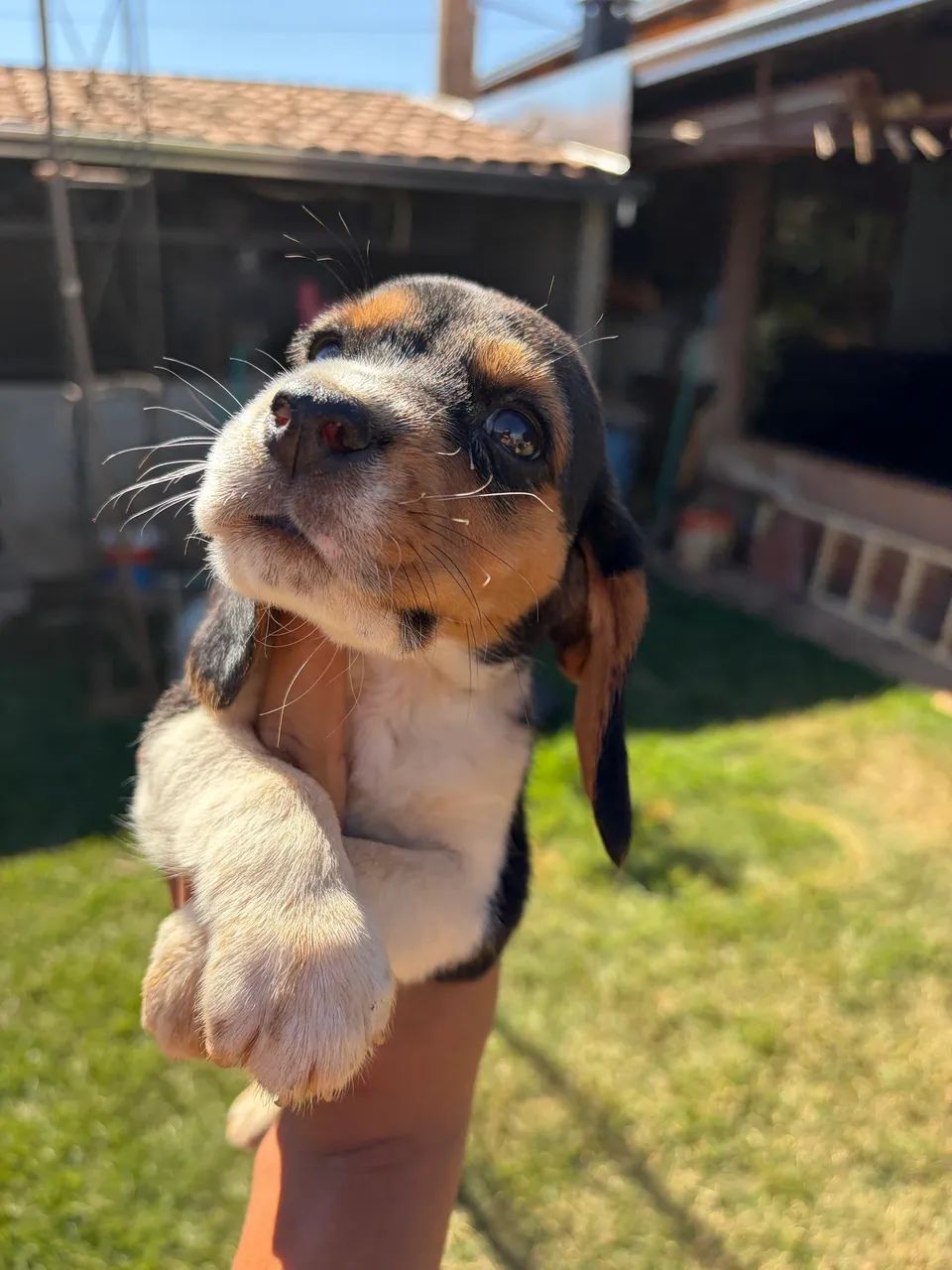 Filhote de beagle  - Foto 3
