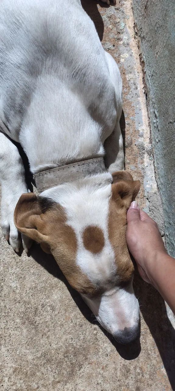 Doação de cachorro  - Foto 4