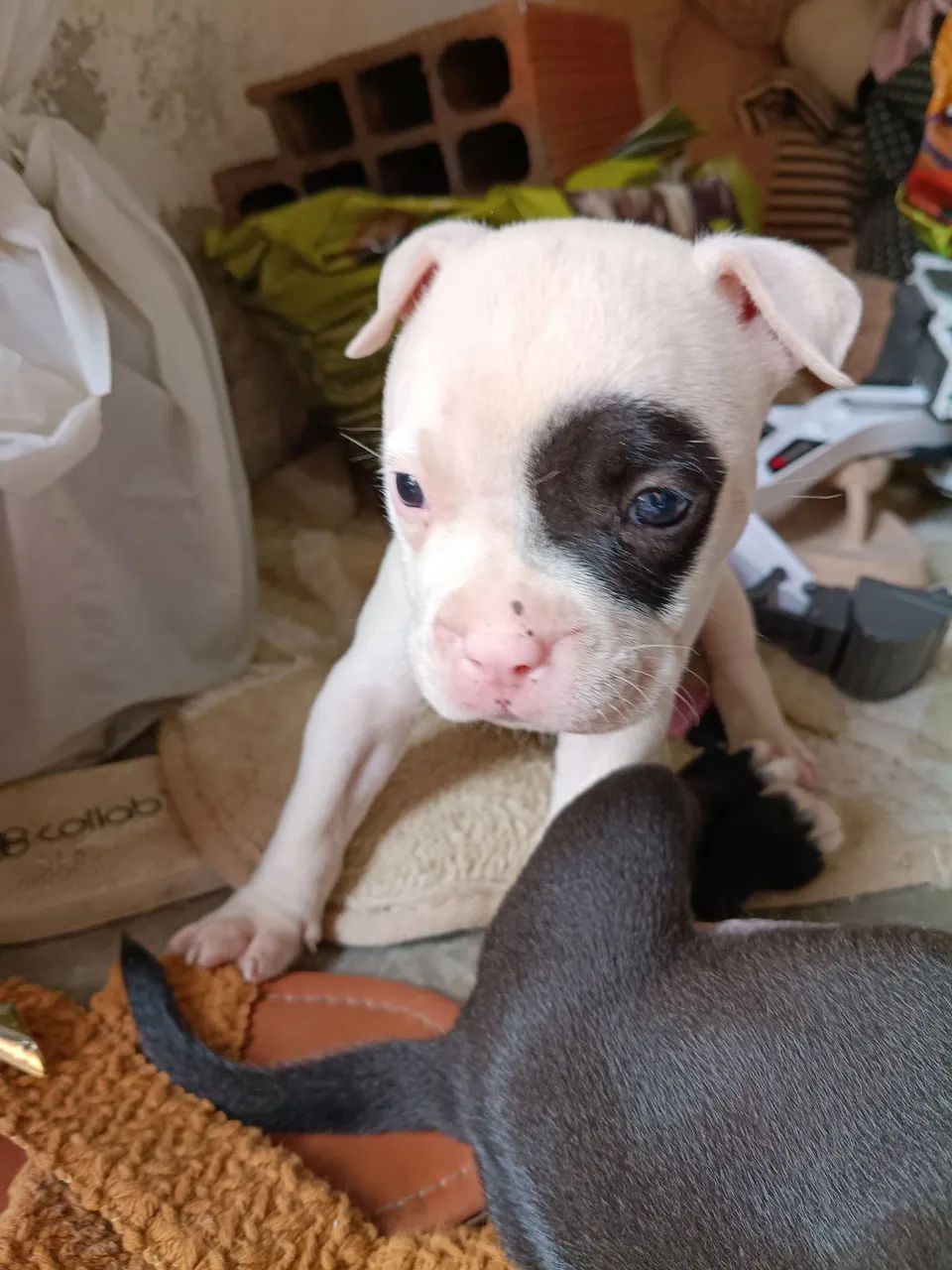 Vendo Pitbull puro - Foto 4
