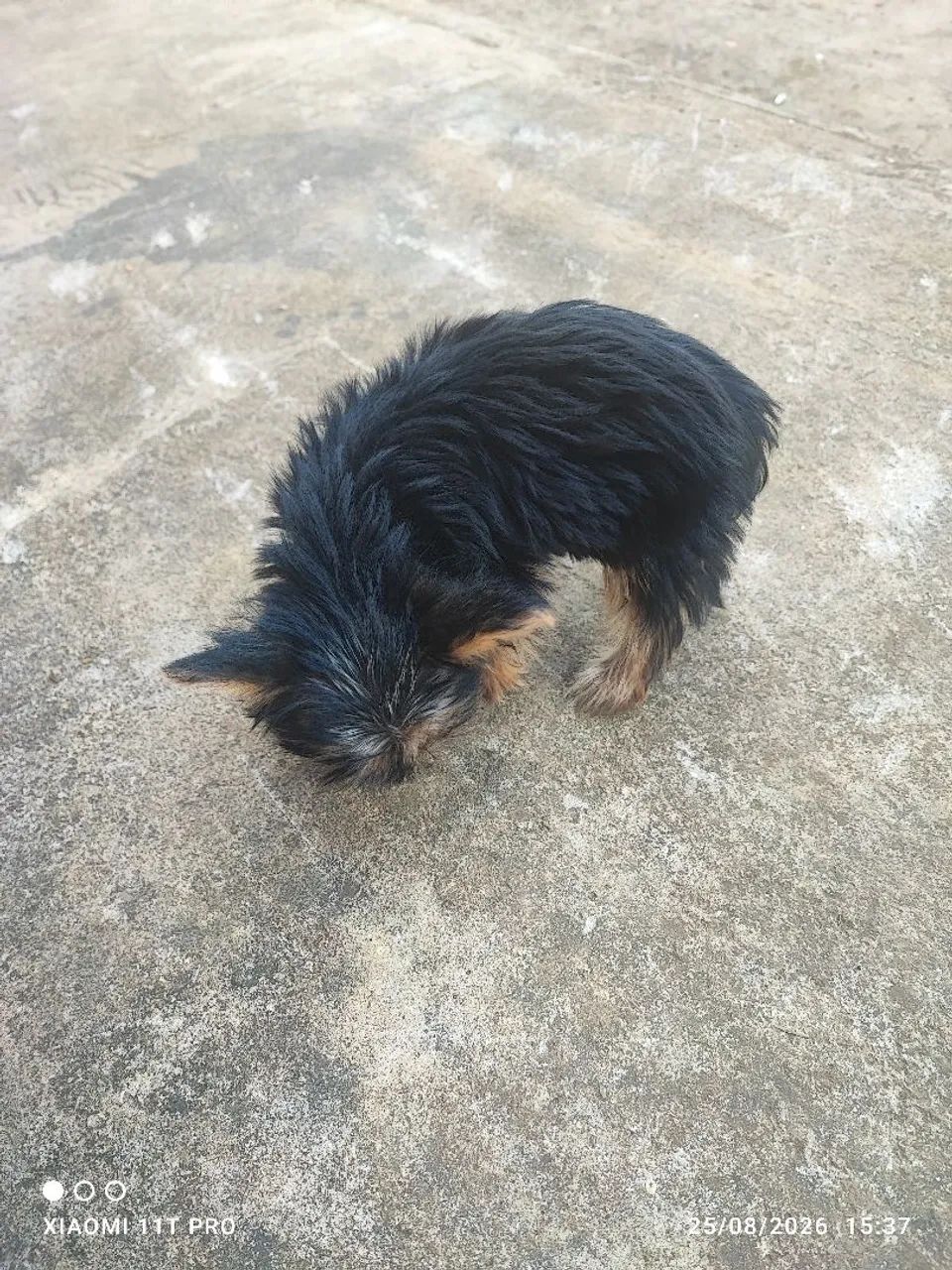Yorkshire Terrier macho - Foto 4