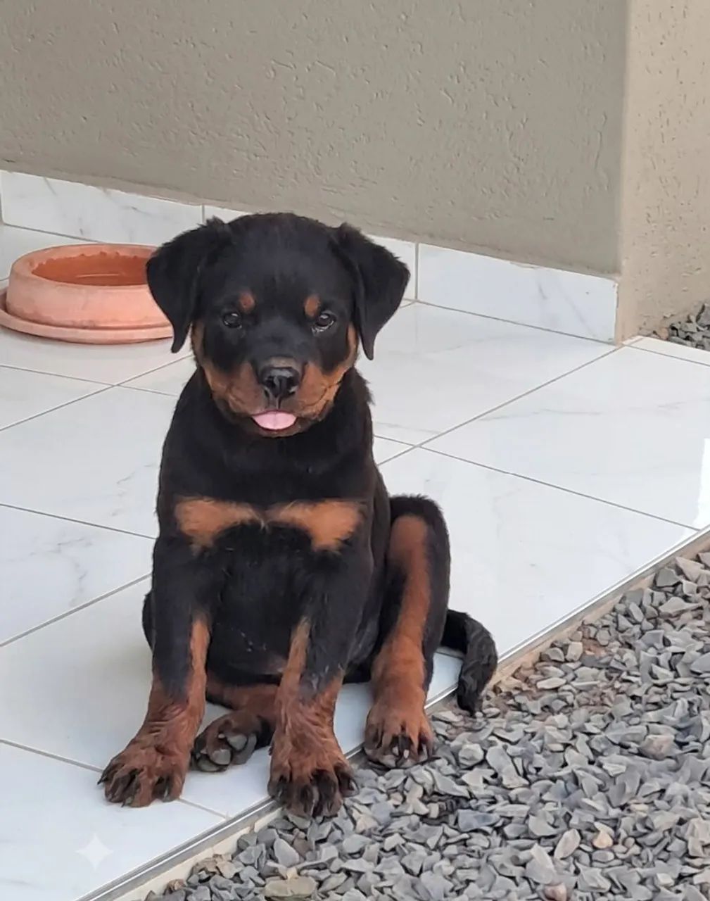 Filhotes de Rottweiler com pedigree CBKC - Foto 2