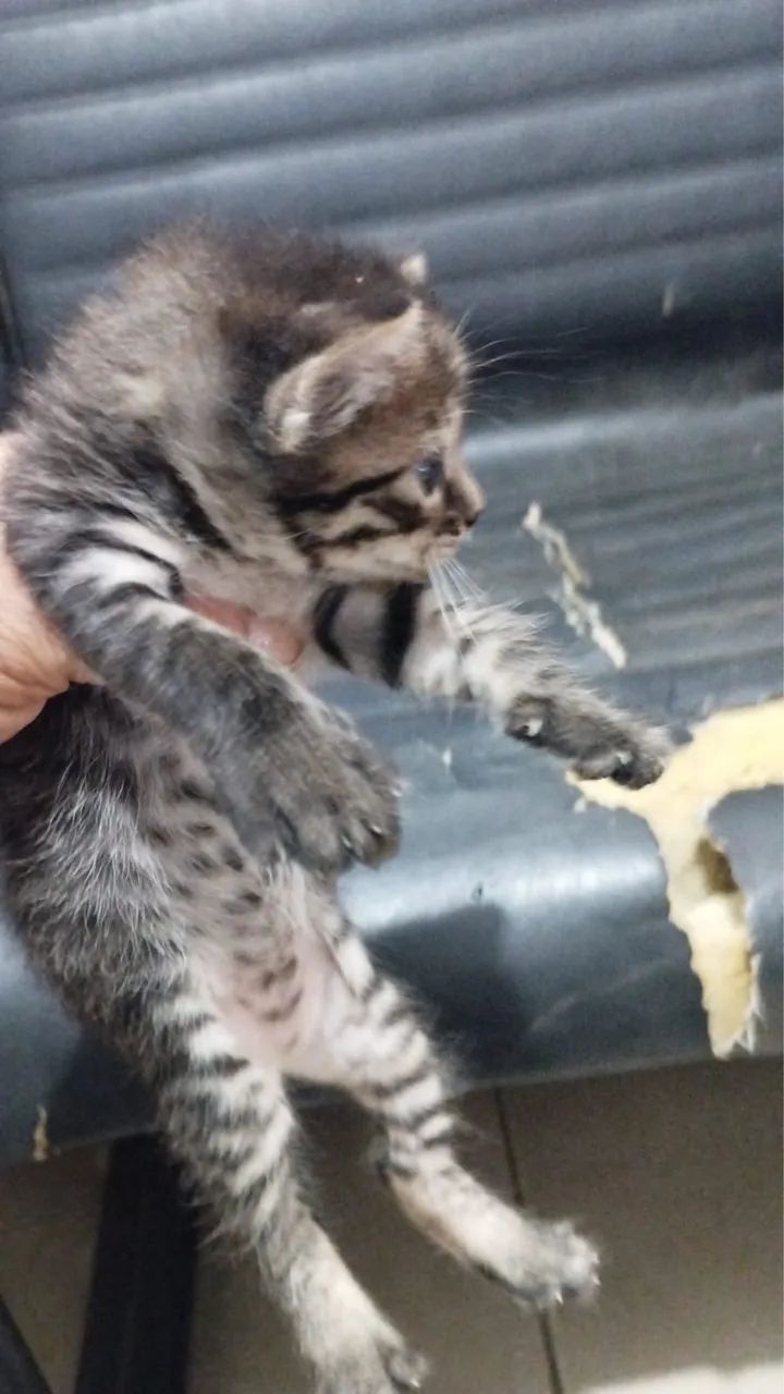 Doa se gatinhos - Foto 3