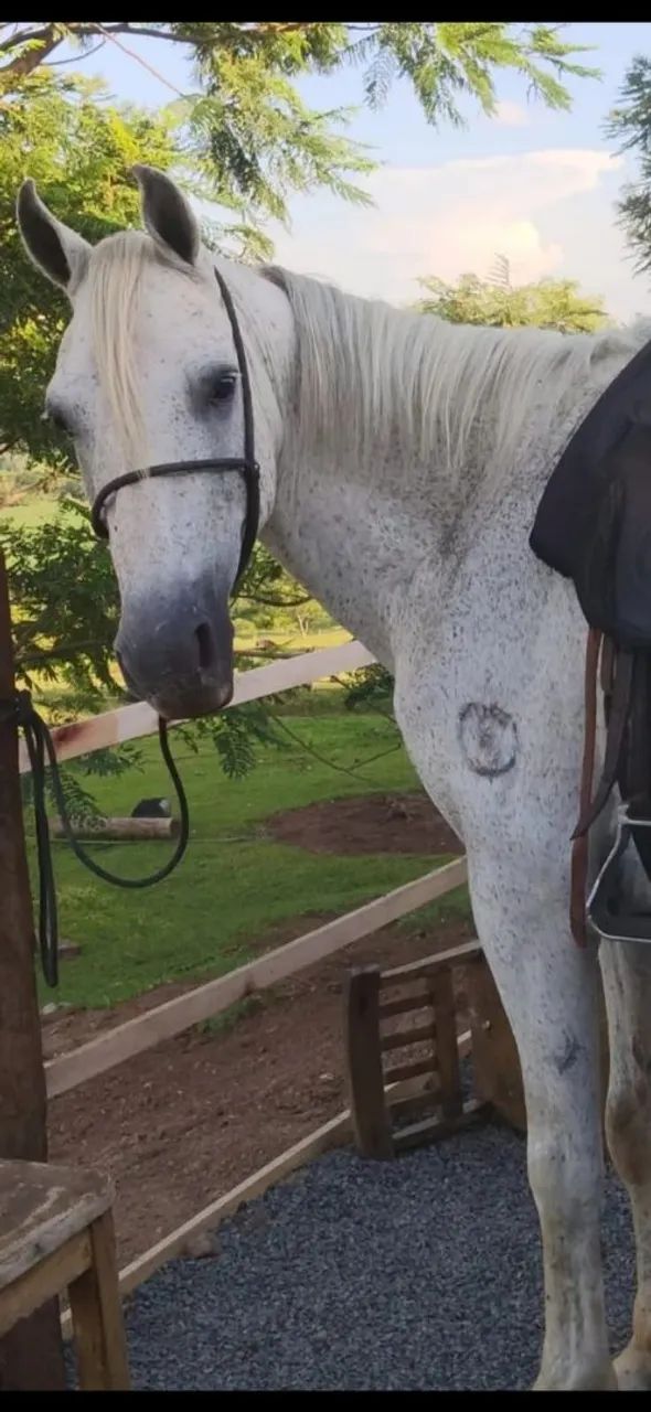 Cavalo  - Foto 2