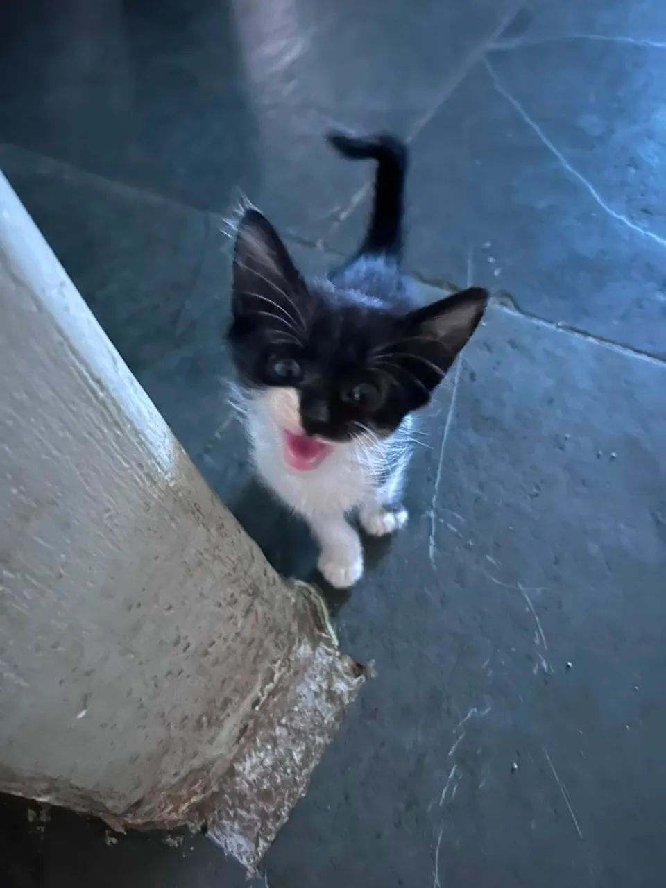 Adoção URGENTE Gatinho Filhote / Gatinhos filhotes  - Foto 2