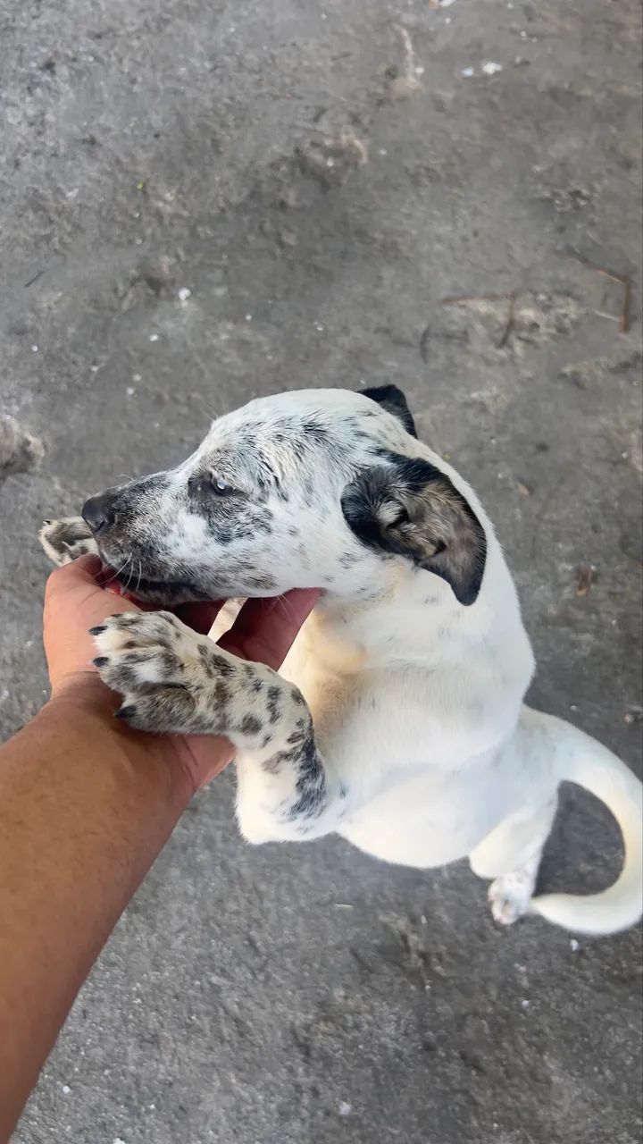 Doação 