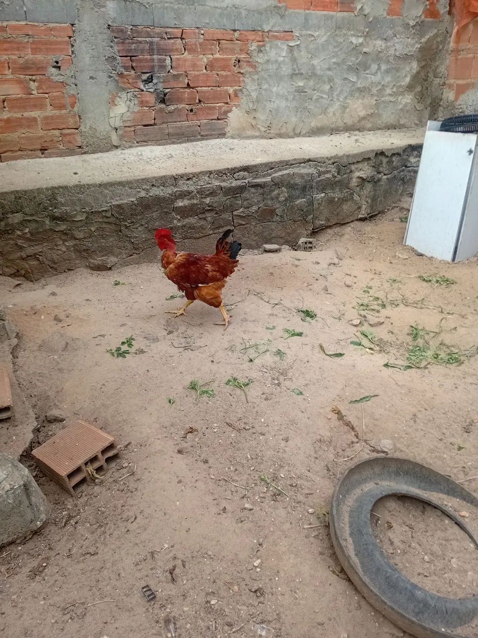 frangos e galos  - Foto 3