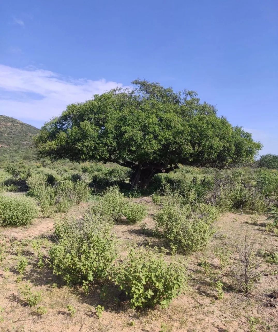 Terreno pra sítio ou chácara  - Foto 2