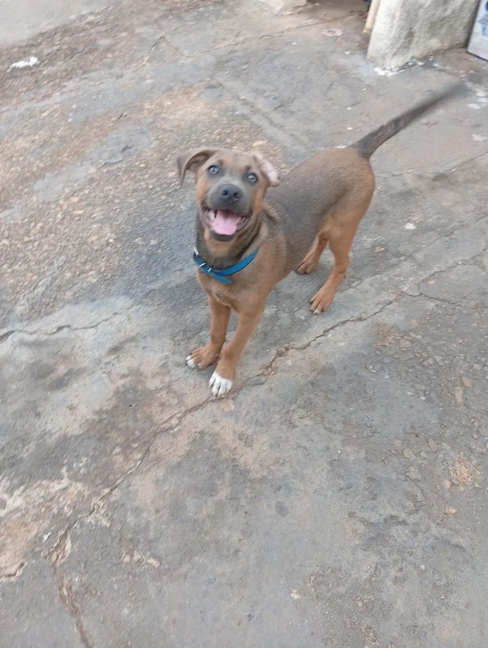2 cachorros macho para adoção  - Foto 2