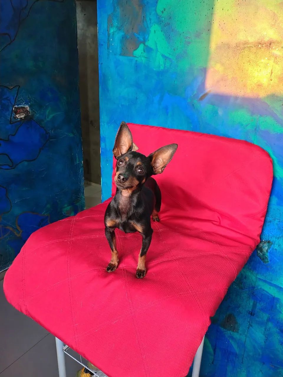 Macho De Pinscher - Foto 4