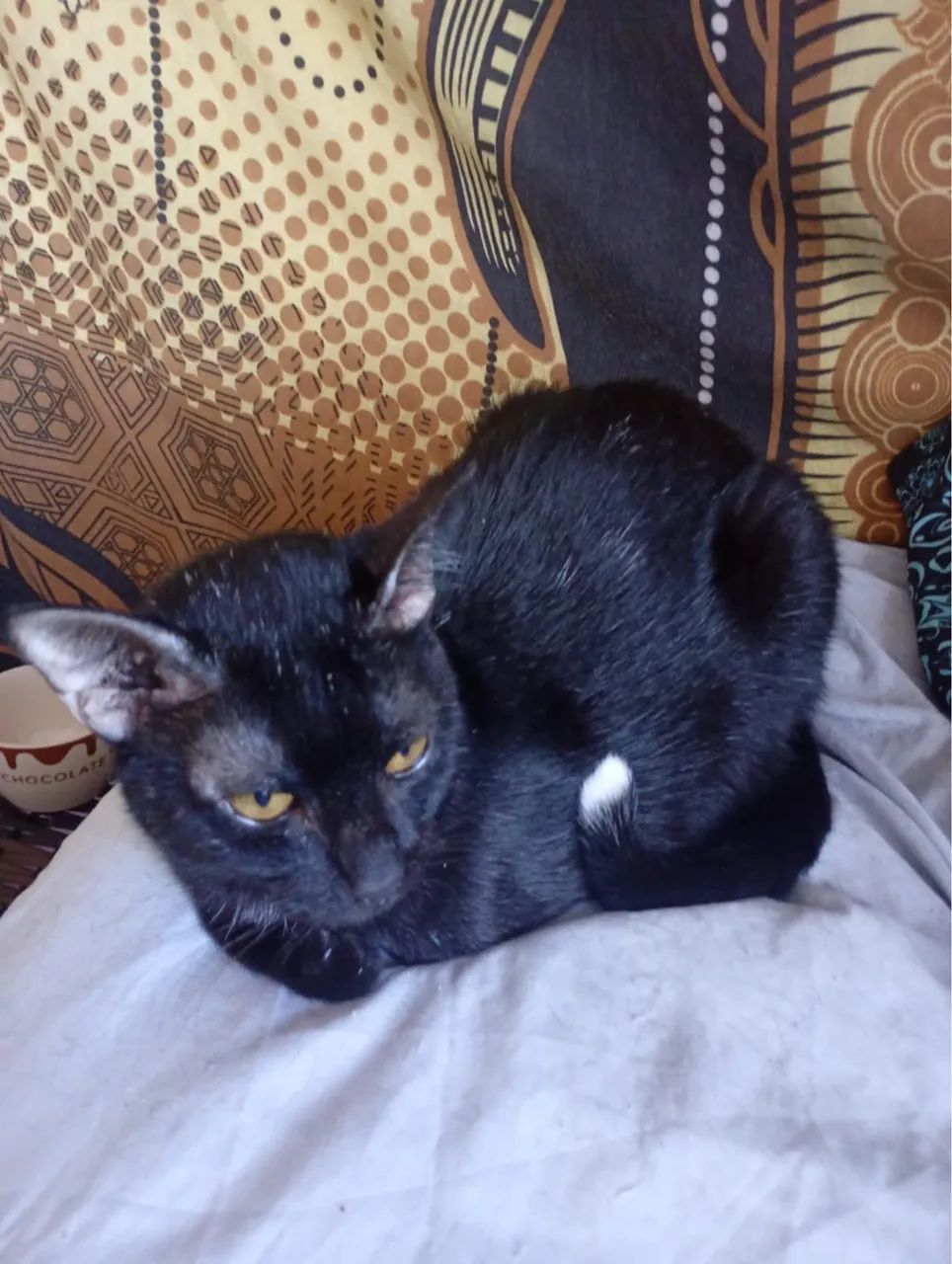Gato Preto para Doação - Foto 3