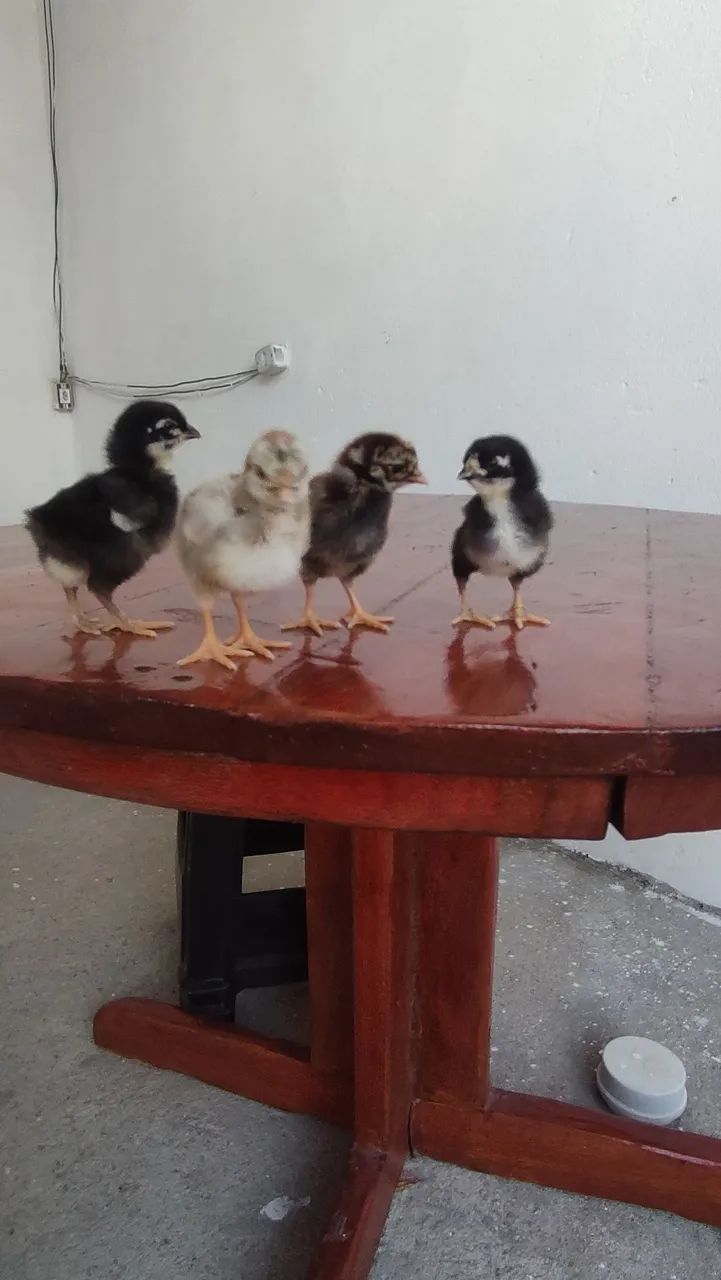 Pintinhos GSB