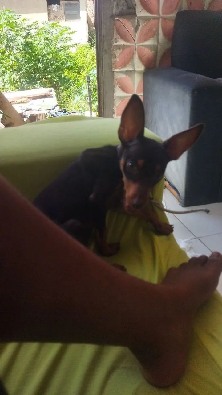 Cachorro - Foto 2