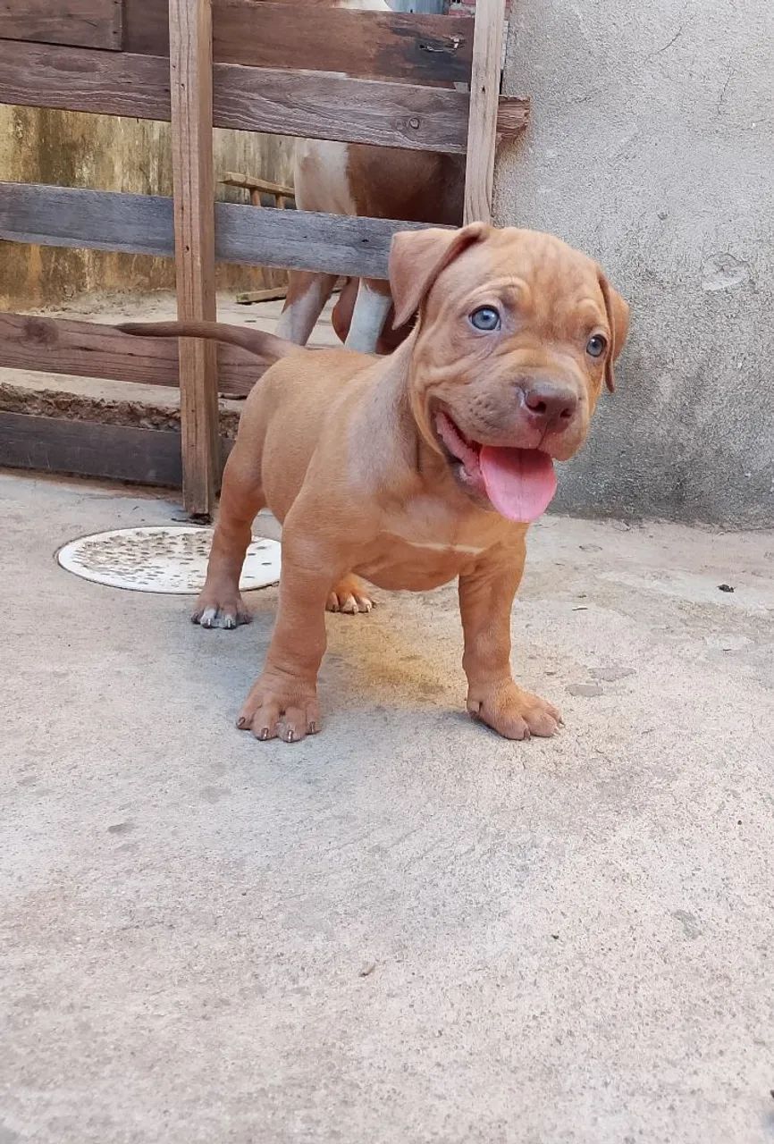 Vende-se pit moster - Foto 3
